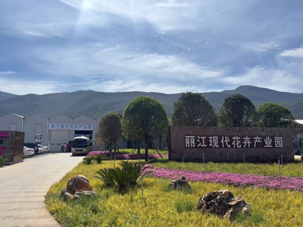 配资平台开户炒股 玉龙雪山下的“鲜花经济”